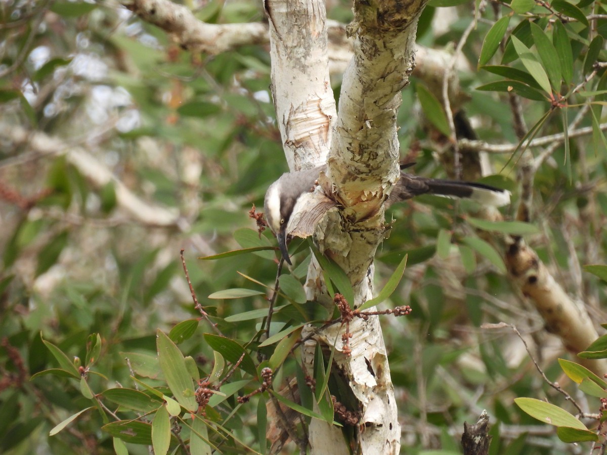 Gray-crowned Babbler - ML638209632