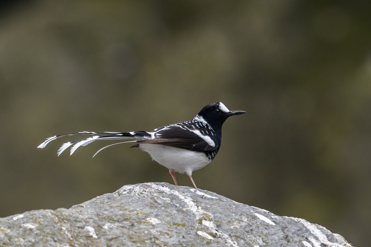 Spotted Forktail - ML638209670