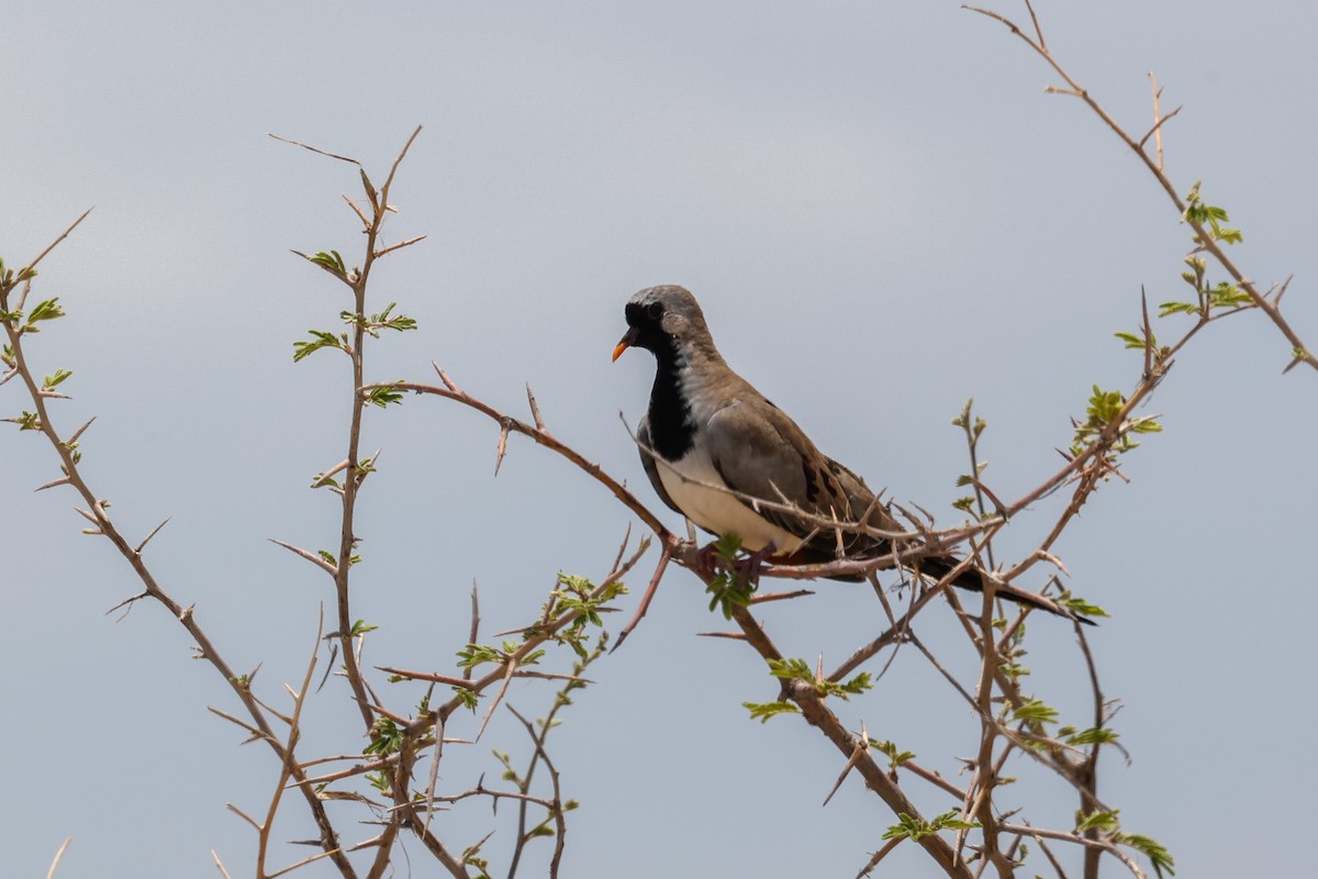 Namaqua Dove - ML638209677