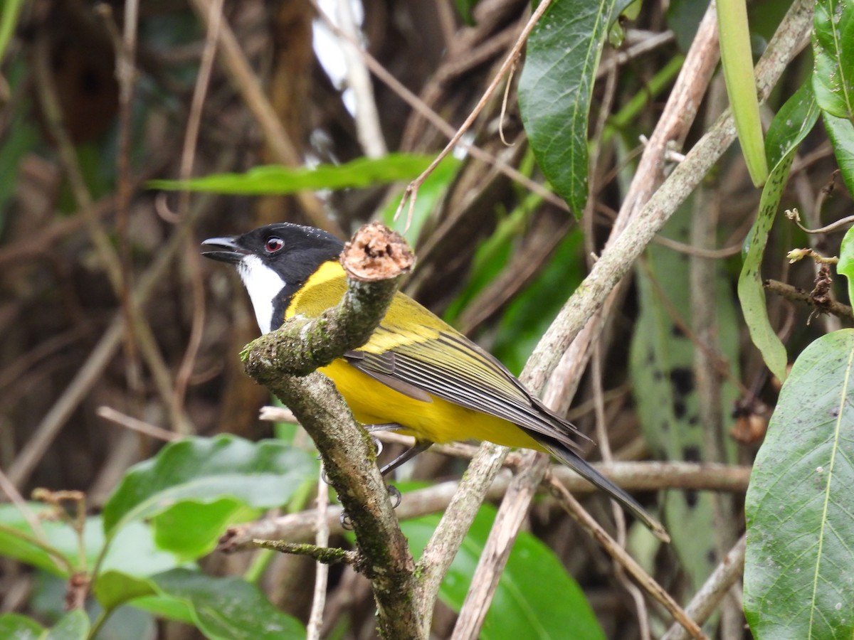 Golden Whistler (Eastern) - ML638209683