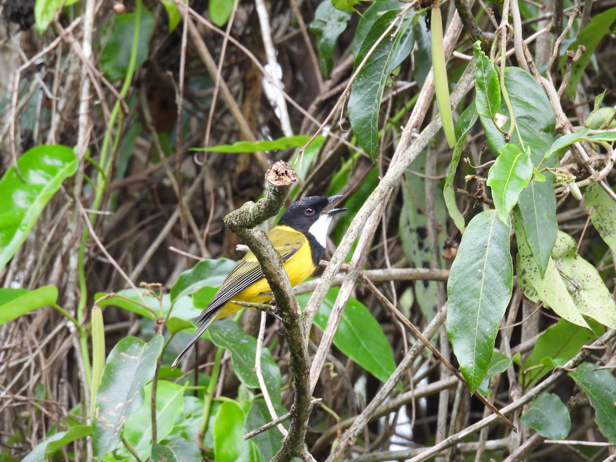 Golden Whistler (Eastern) - ML638209684