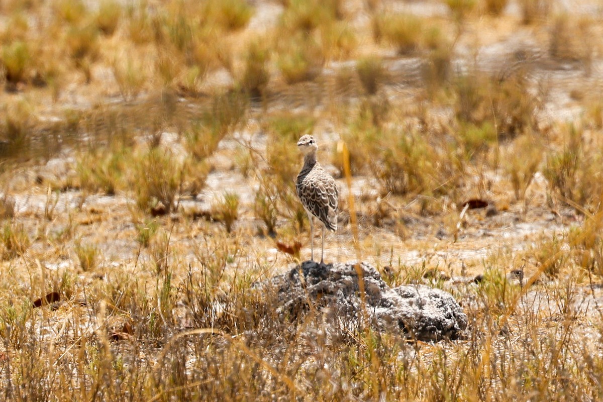 Double-banded Courser - ML638209688