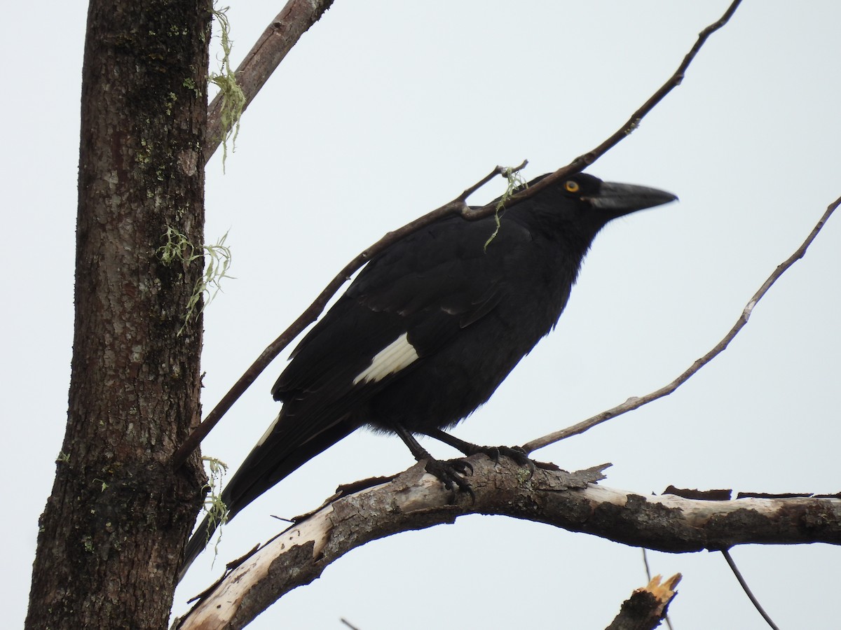 Pied Currawong - ML638209711