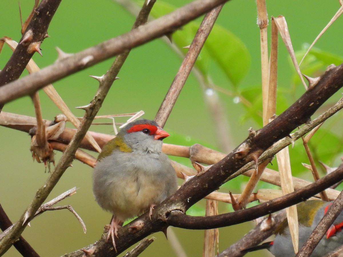 Red-browed Firetail - ML638209744