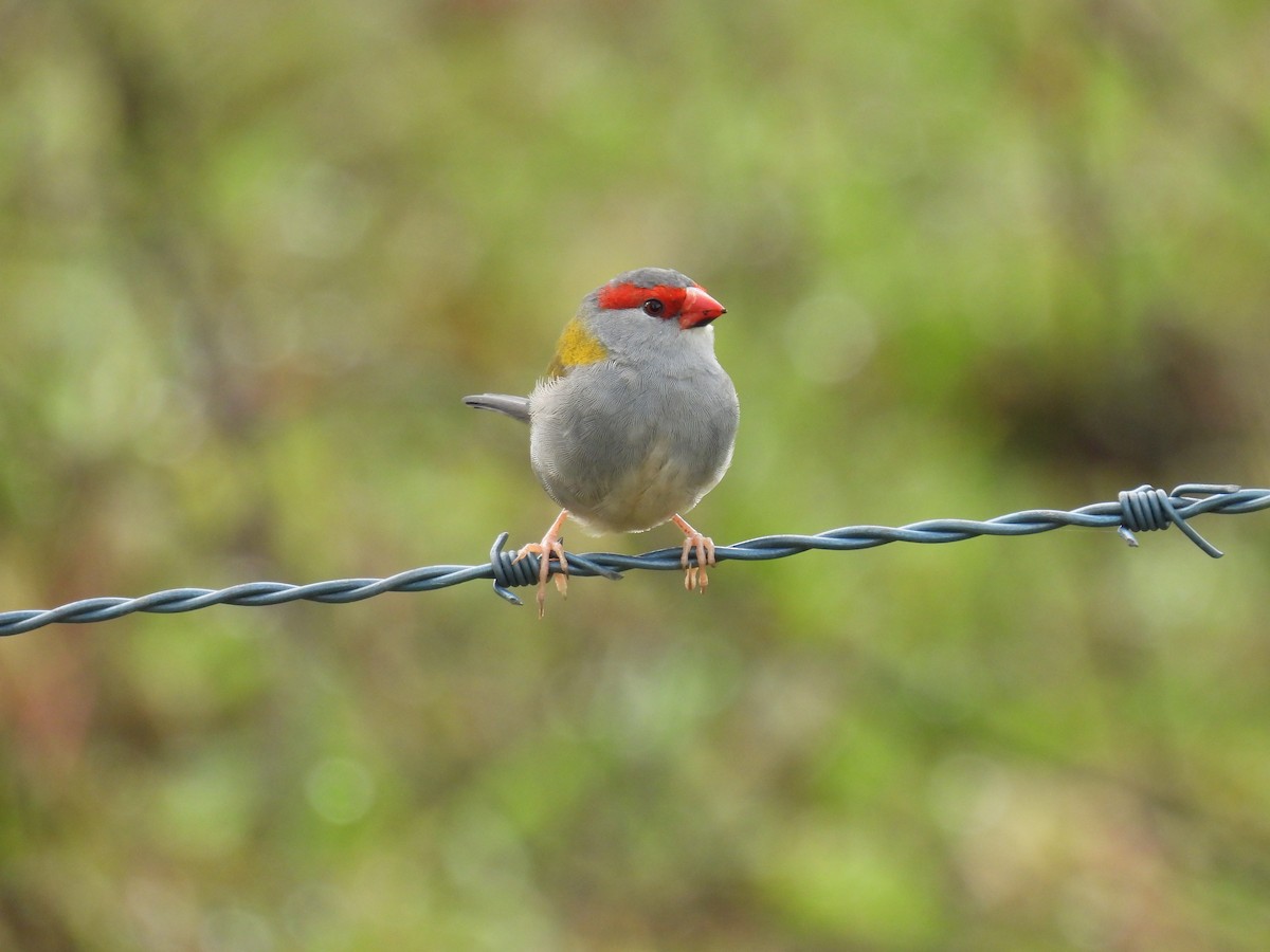Red-browed Firetail - ML638209745