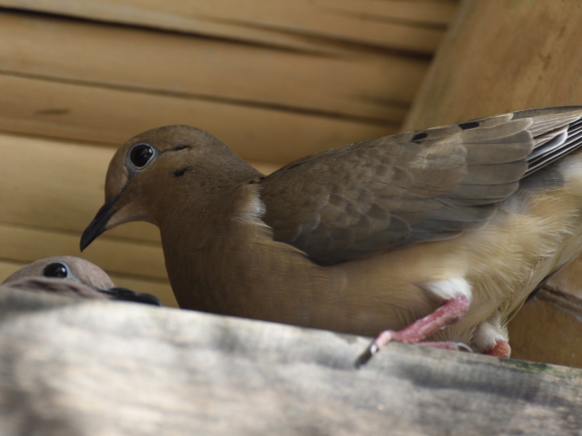 Eared Dove - ML638209758