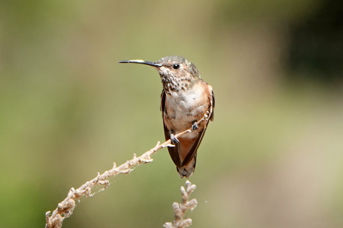 Allen's Hummingbird - ML638209791