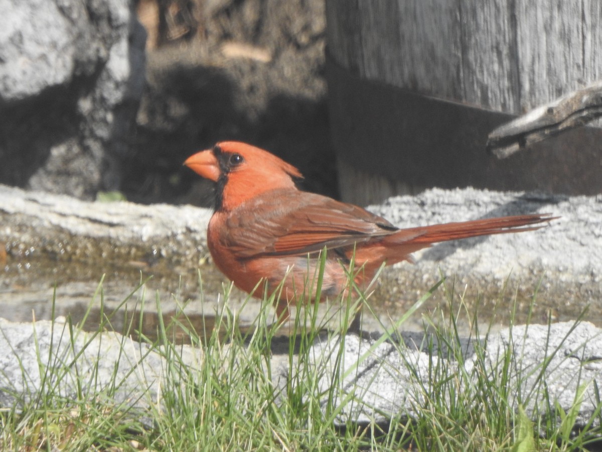 Northern Cardinal - ML638209828