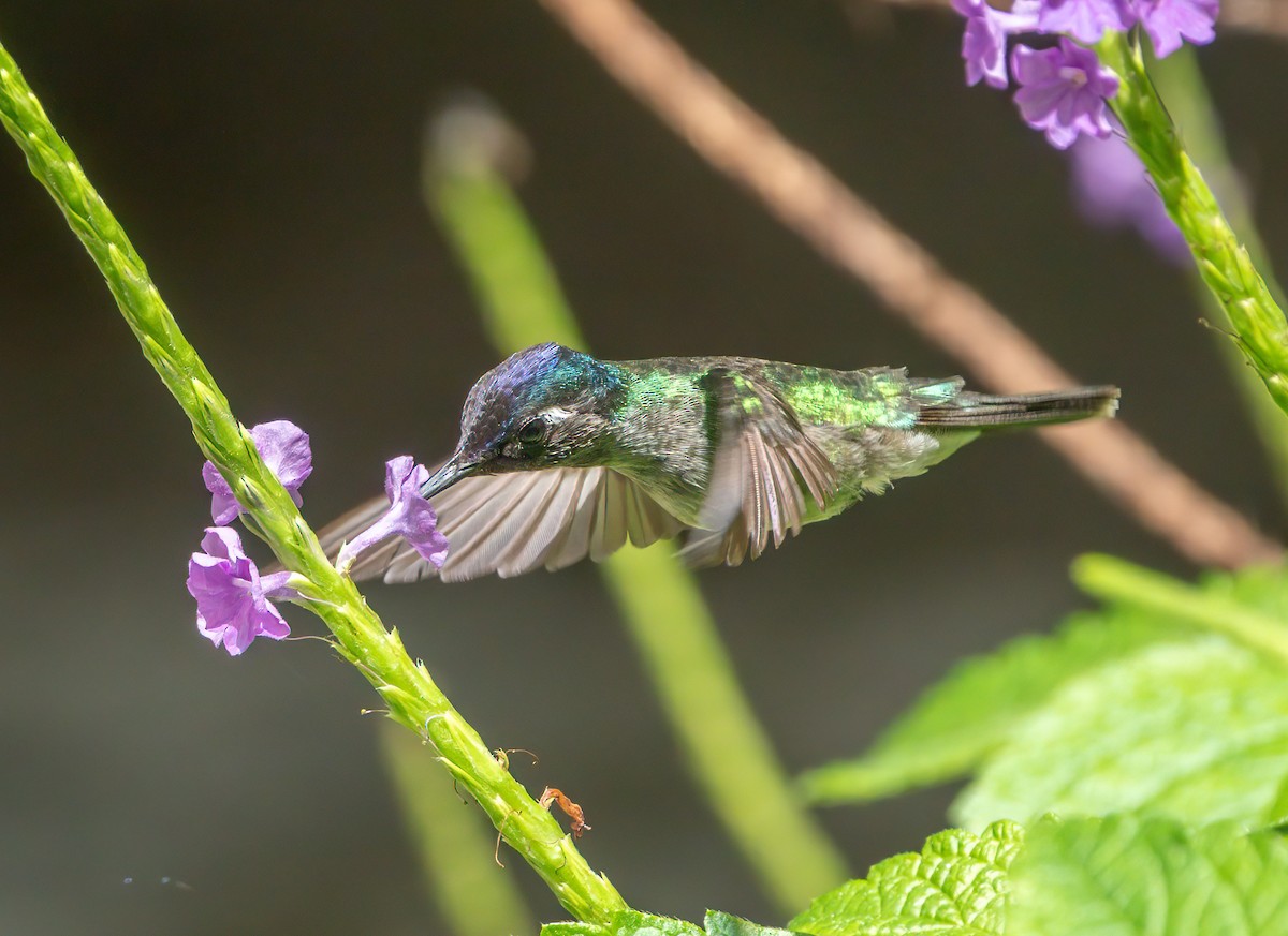 Violet-headed Hummingbird - ML638209850
