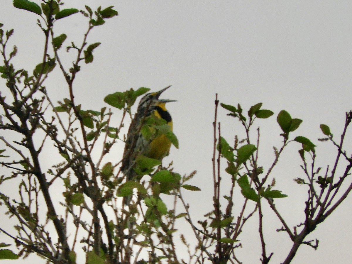 Eastern Meadowlark (Eastern) - ML638209856