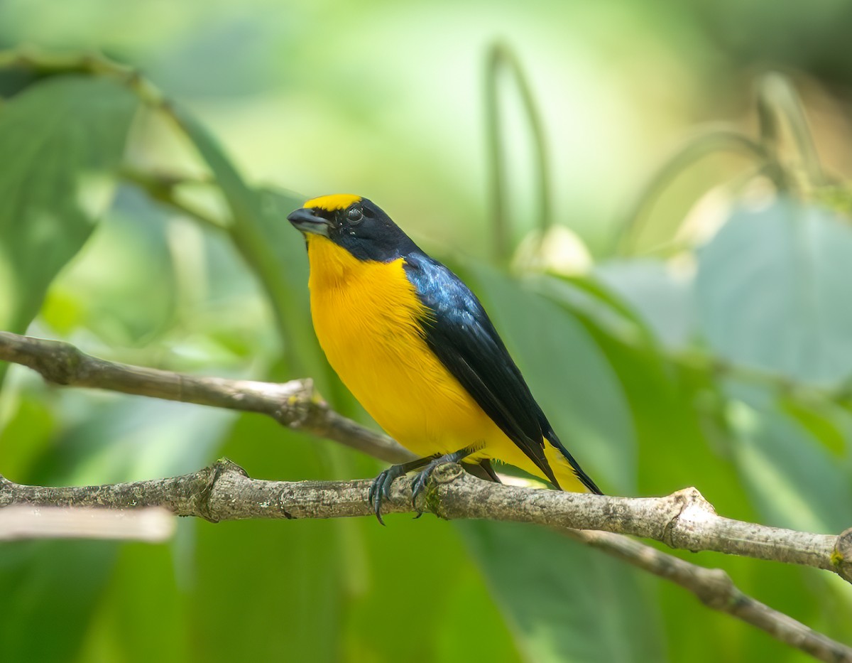 Thick-billed Euphonia - ML638209860