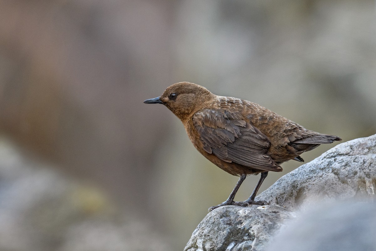 Brown Dipper - ML638209871