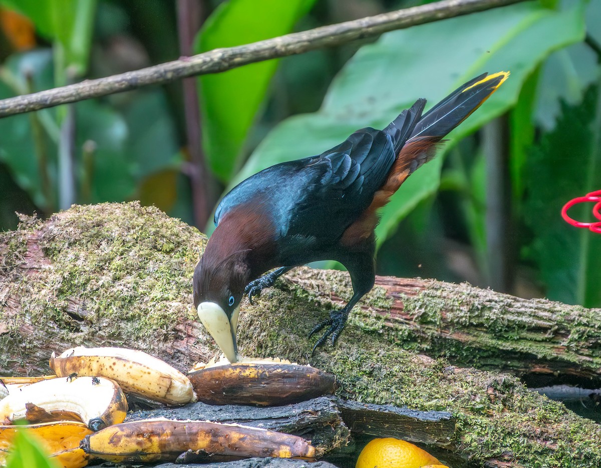 Chestnut-headed Oropendola - ML638209882
