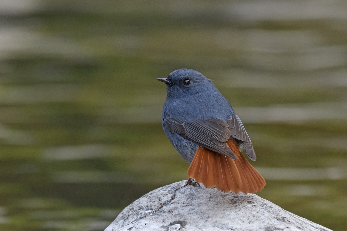 Plumbeous Redstart - ML638209885