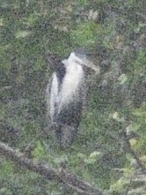 Cocoi Heron - ML638209889