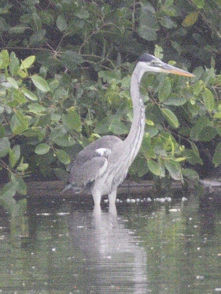 Cocoi Heron - ML638209890