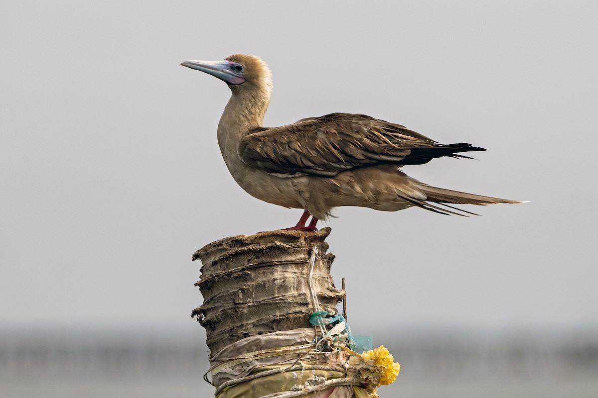 Red-footed Booby (Indopacific) - ML638209899