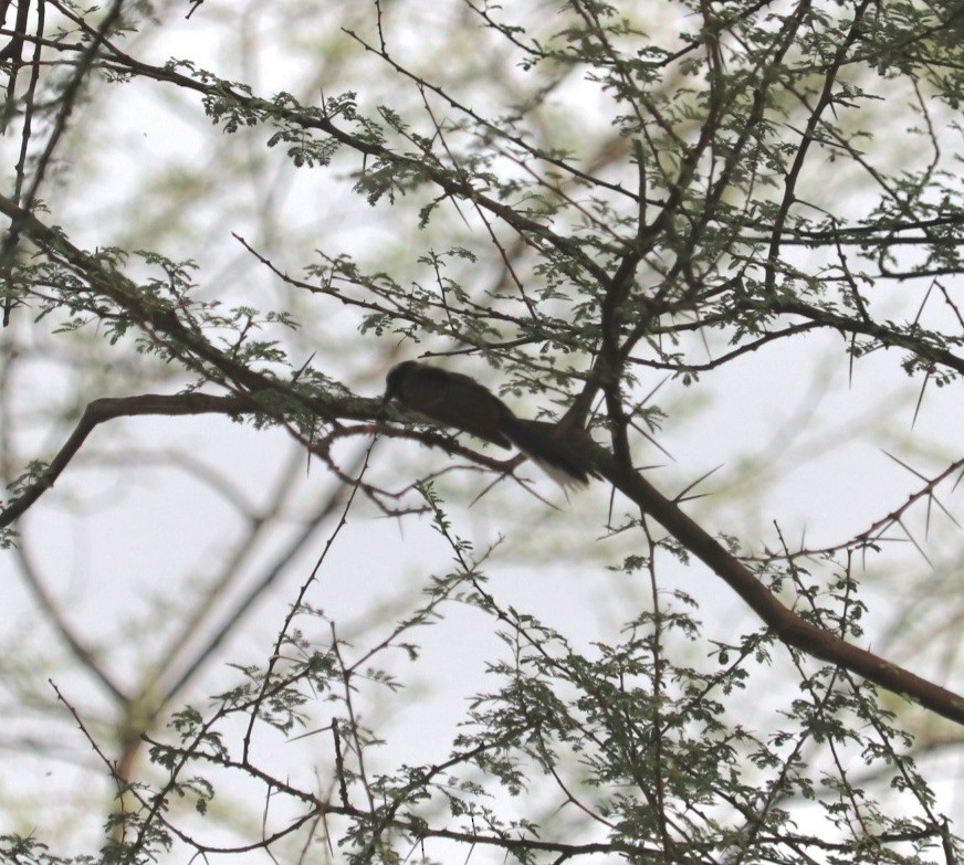 White-browed Fantail - ML638209903