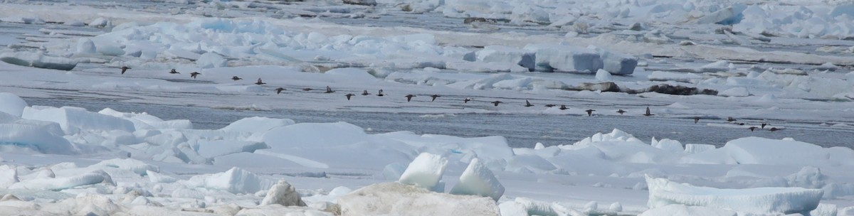 Common Eider - ML638209904