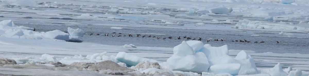 Common Eider - ML638209905