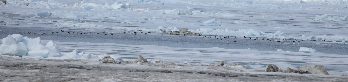 Common Eider - ML638209907