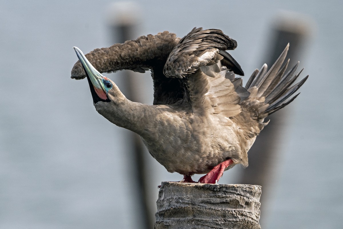 Red-footed Booby (Indopacific) - ML638209909