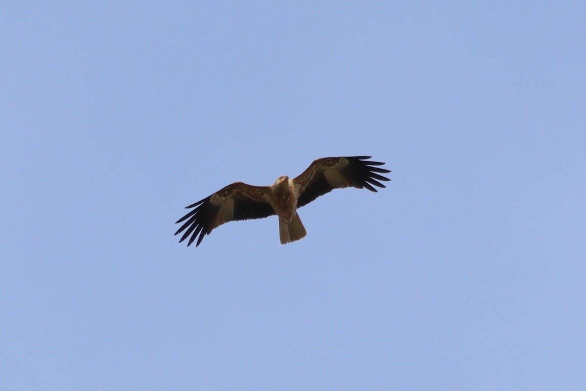 Whistling Kite - ML638209911