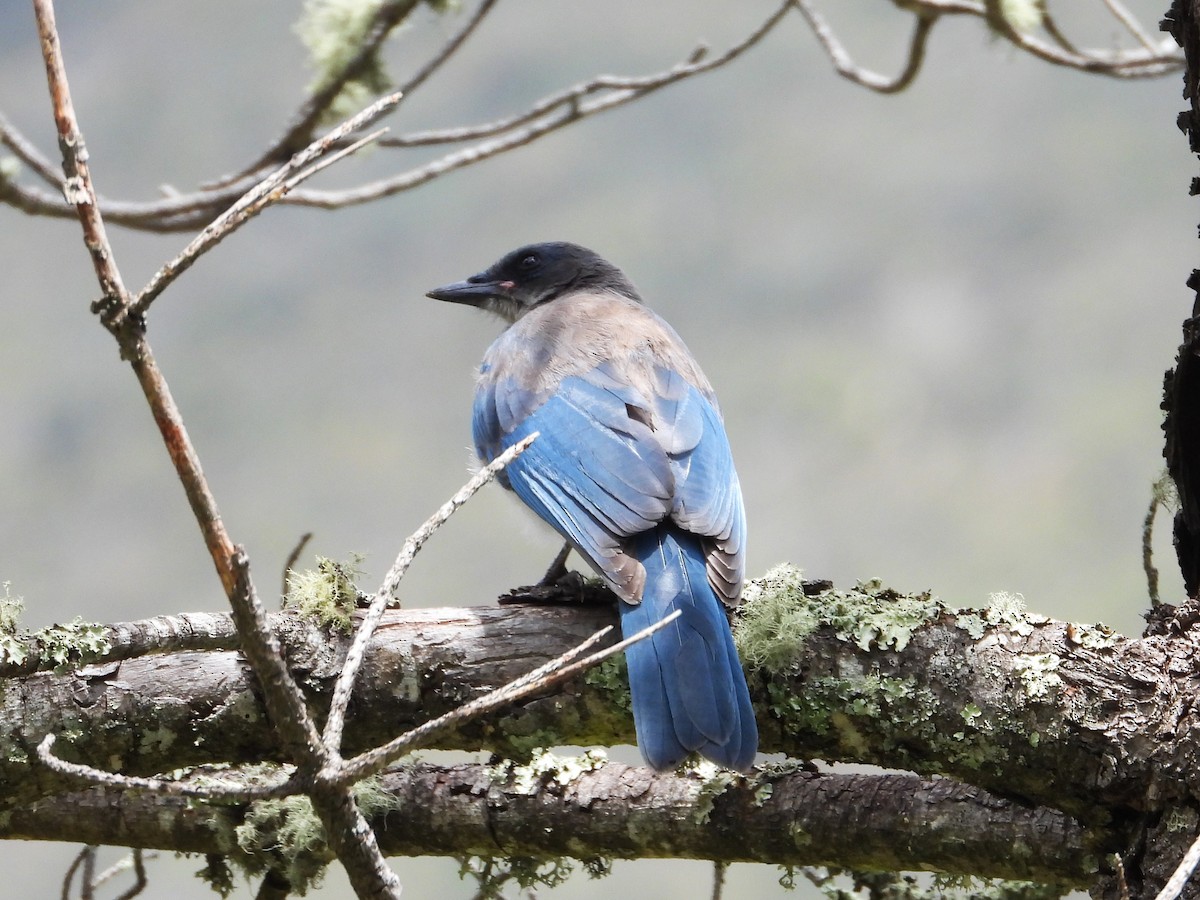 Mexican Jay - ML638209914