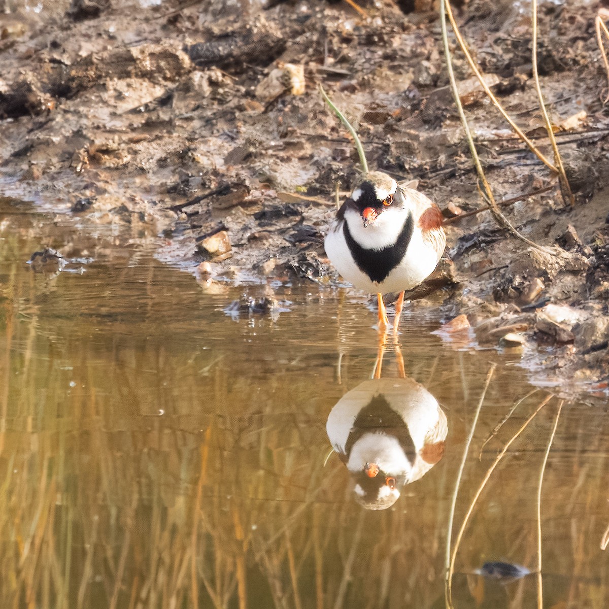 Black-fronted Dotterel - ML638209942