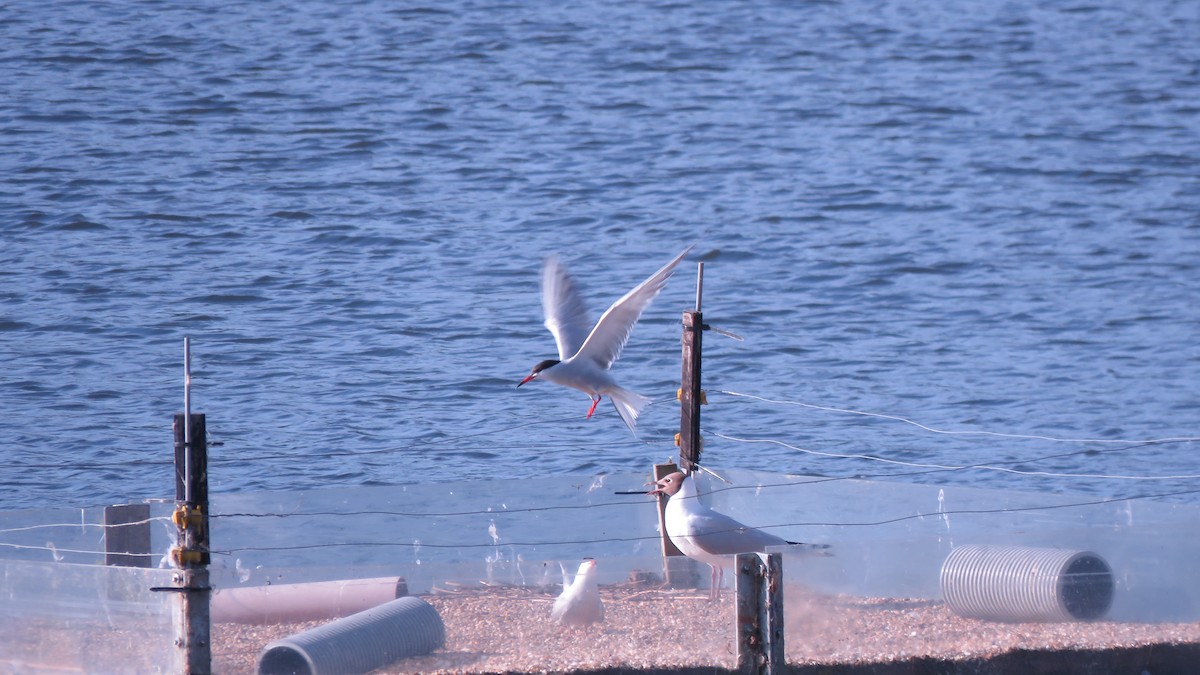 Эгэл хараалай - ML638209947