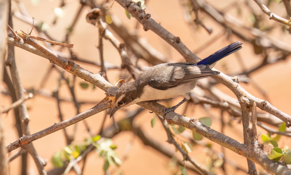 Eastern Violet-backed Sunbird - ML638209959