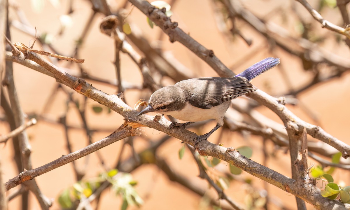 Eastern Violet-backed Sunbird - ML638209961