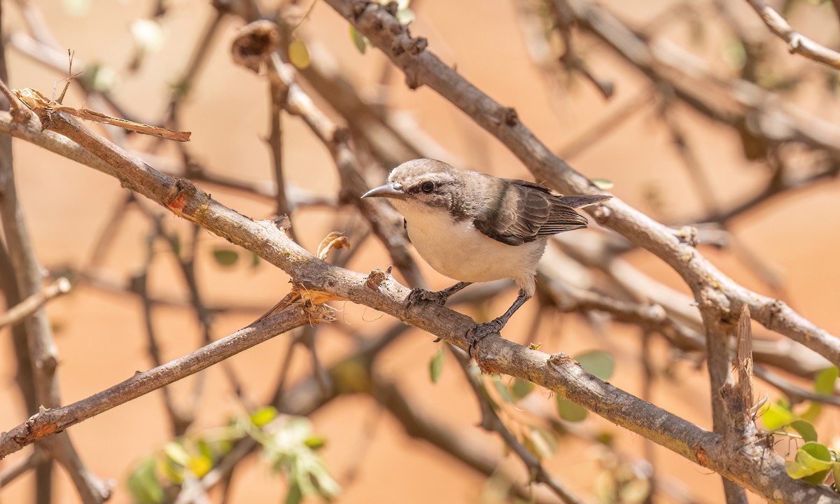Eastern Violet-backed Sunbird - ML638209962