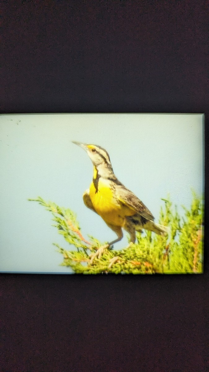 Chihuahuan Meadowlark - ML638209963