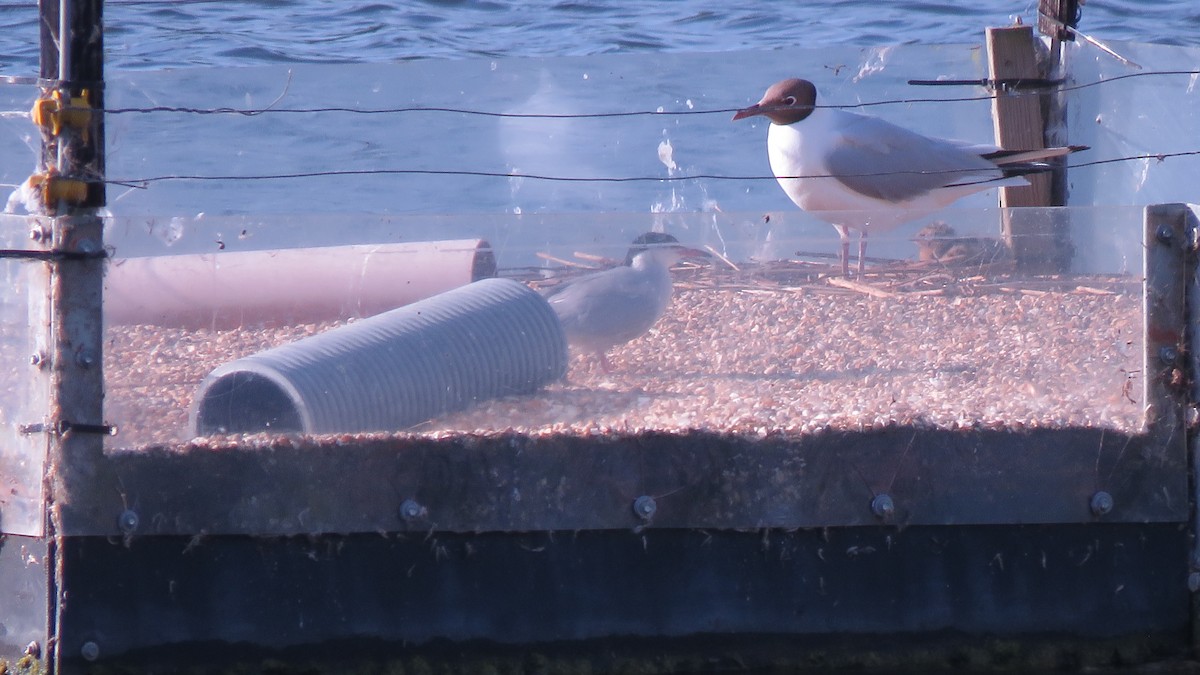 Хүрэн толгойт цахлай - ML638210004