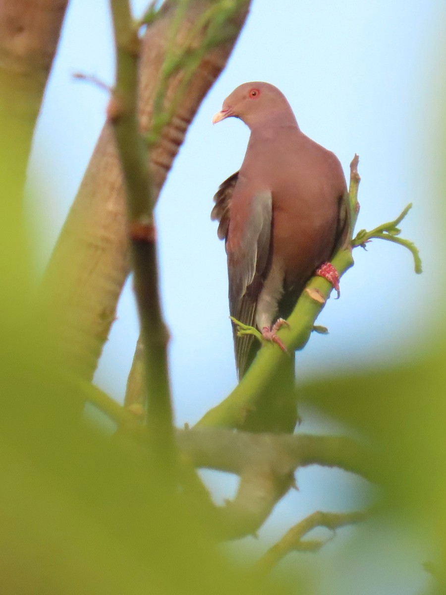 Red-billed Pigeon - ML638210018