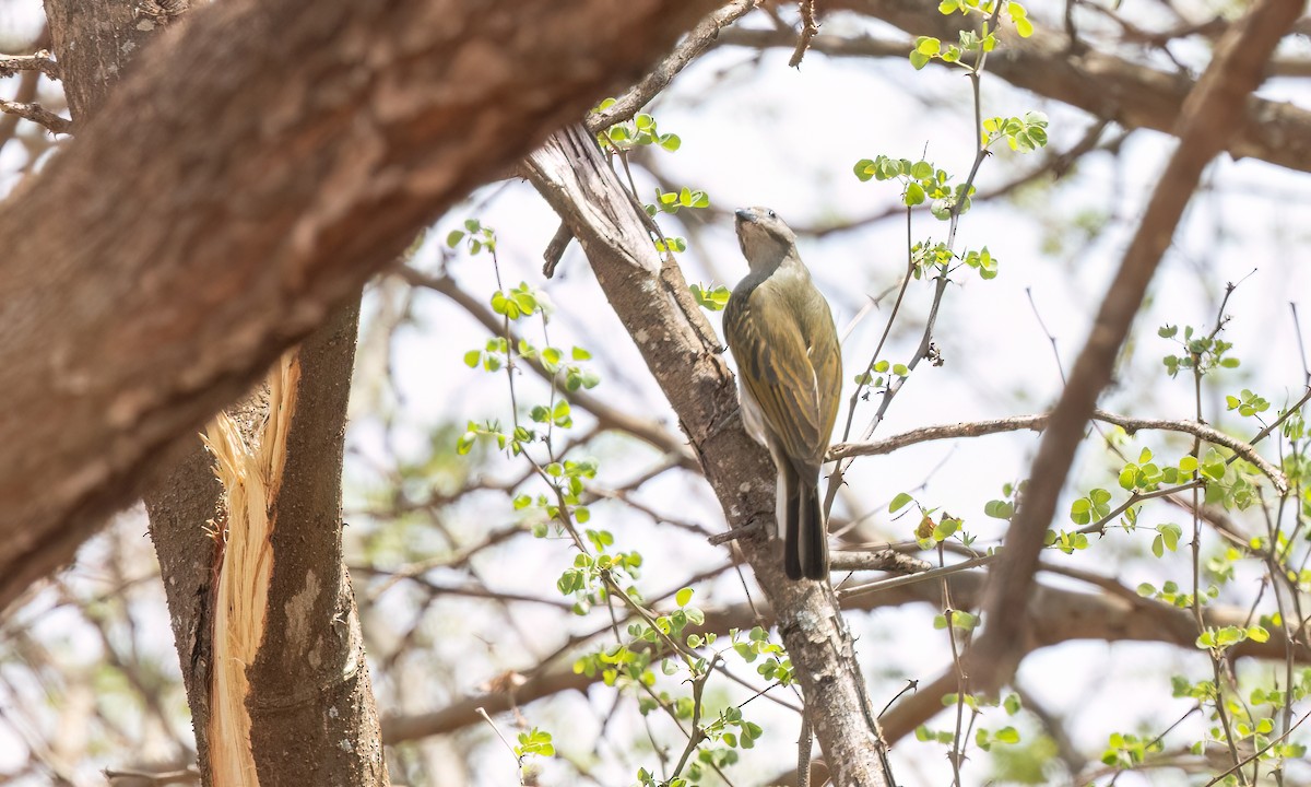 Lesser Honeyguide - ML638210021