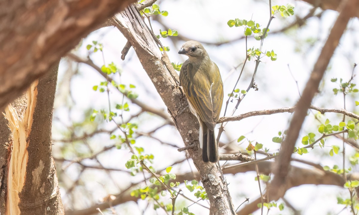 Lesser Honeyguide - ML638210022