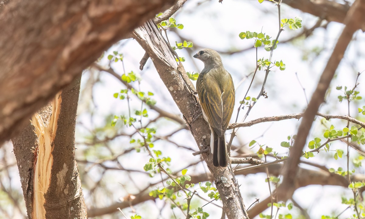 Lesser Honeyguide - ML638210023