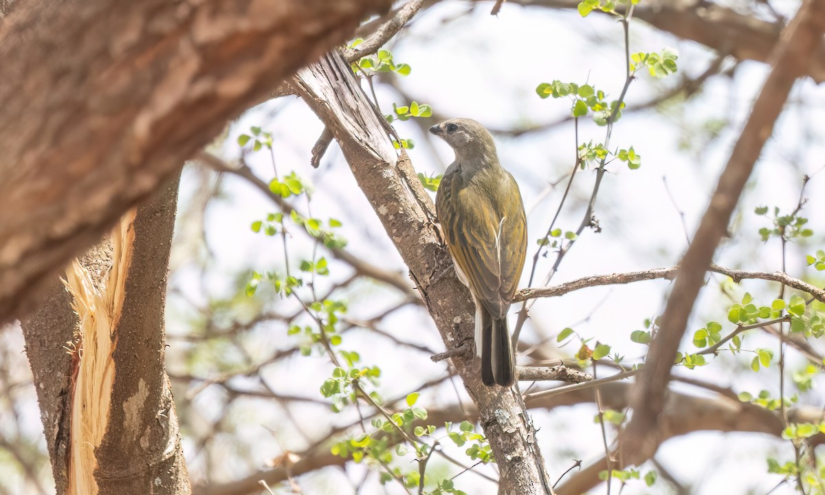 Lesser Honeyguide - ML638210024