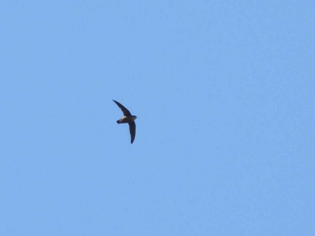 Vaux's Swift - ML638210025