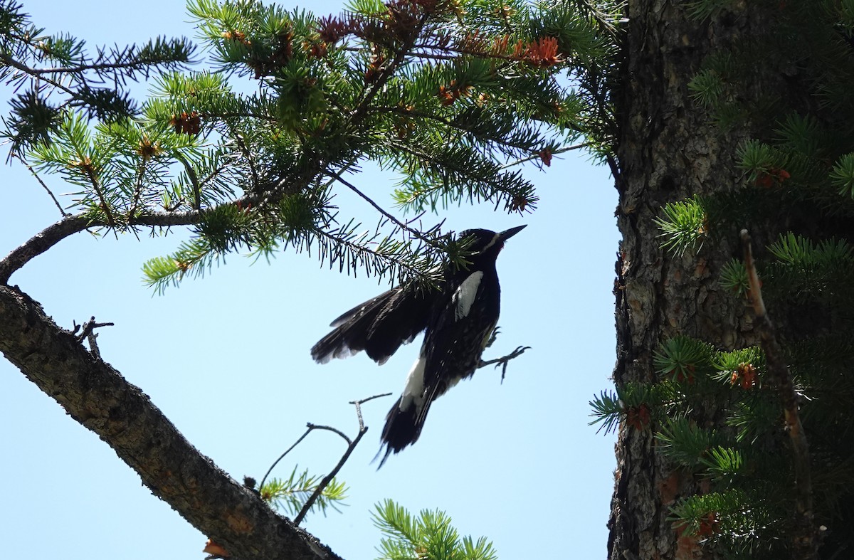 Williamson's Sapsucker - ML638210044