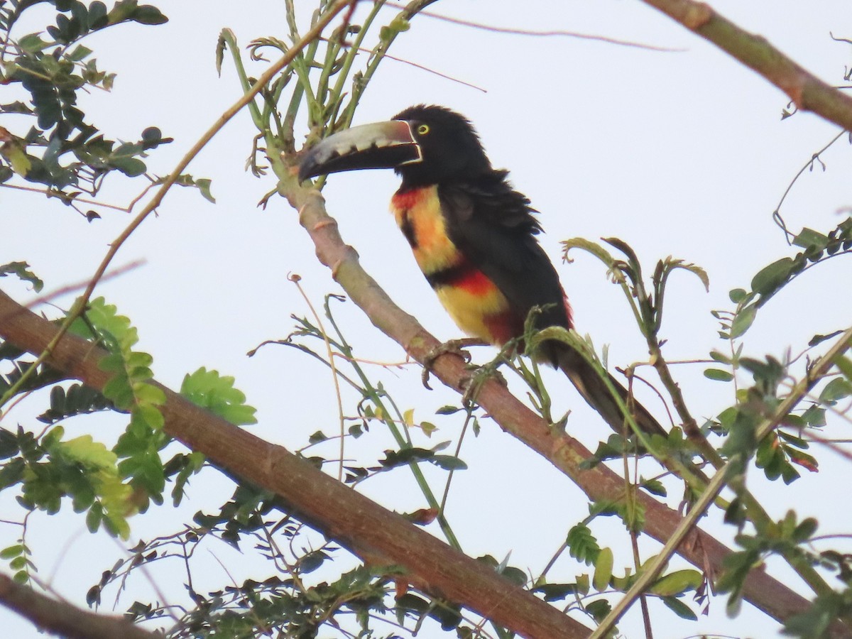 Collared Aracari - ML638210047