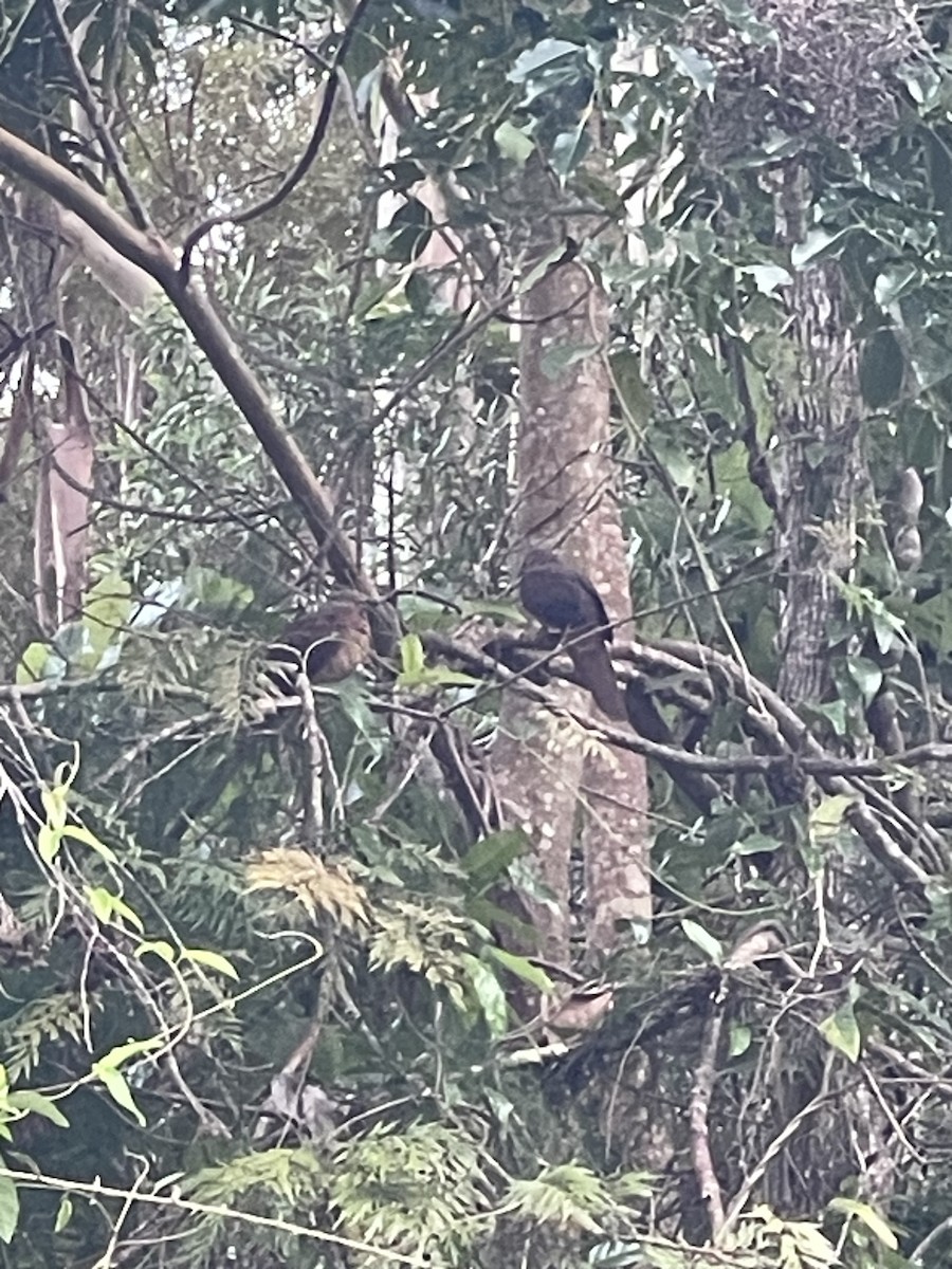 Brown Cuckoo-Dove - ML638210078