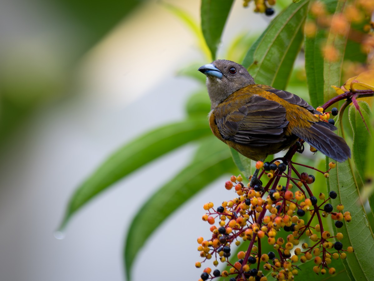 Scarlet-rumped Tanager - ML638210080