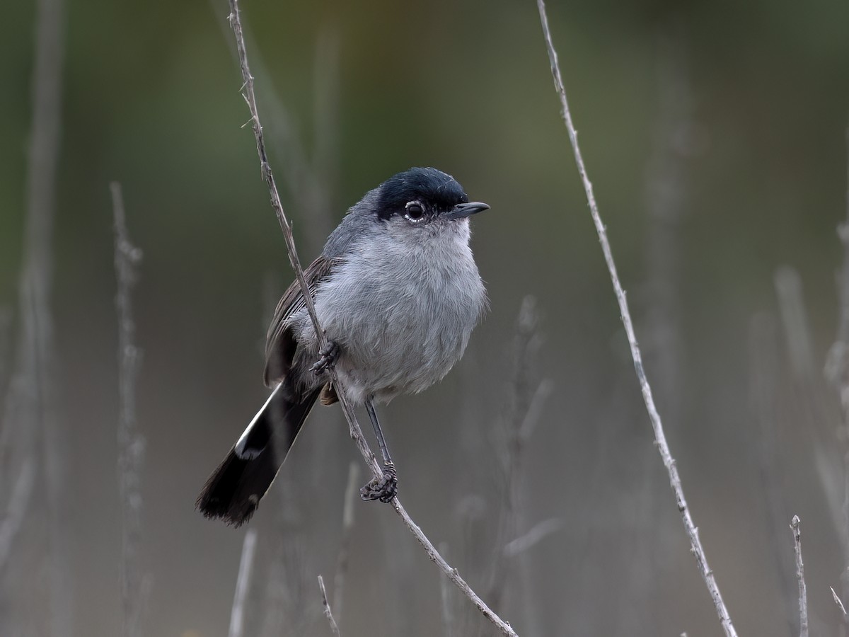 California Gnatcatcher - ML638210089
