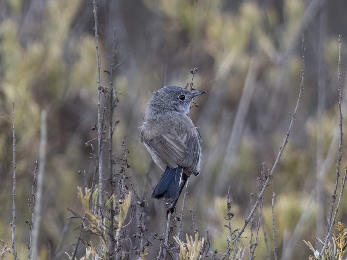 California Gnatcatcher - ML638210096