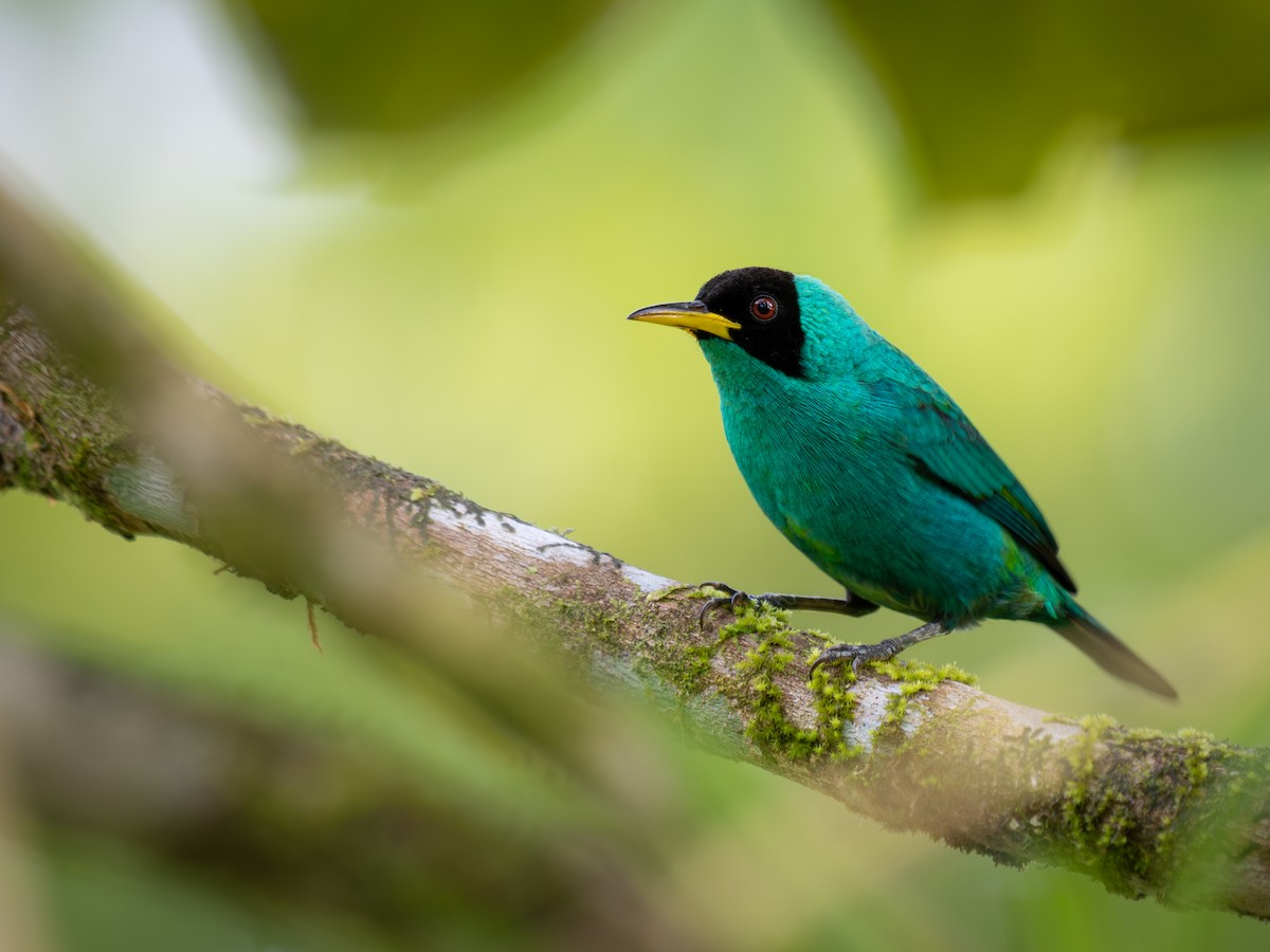 Green Honeycreeper - ML638210099