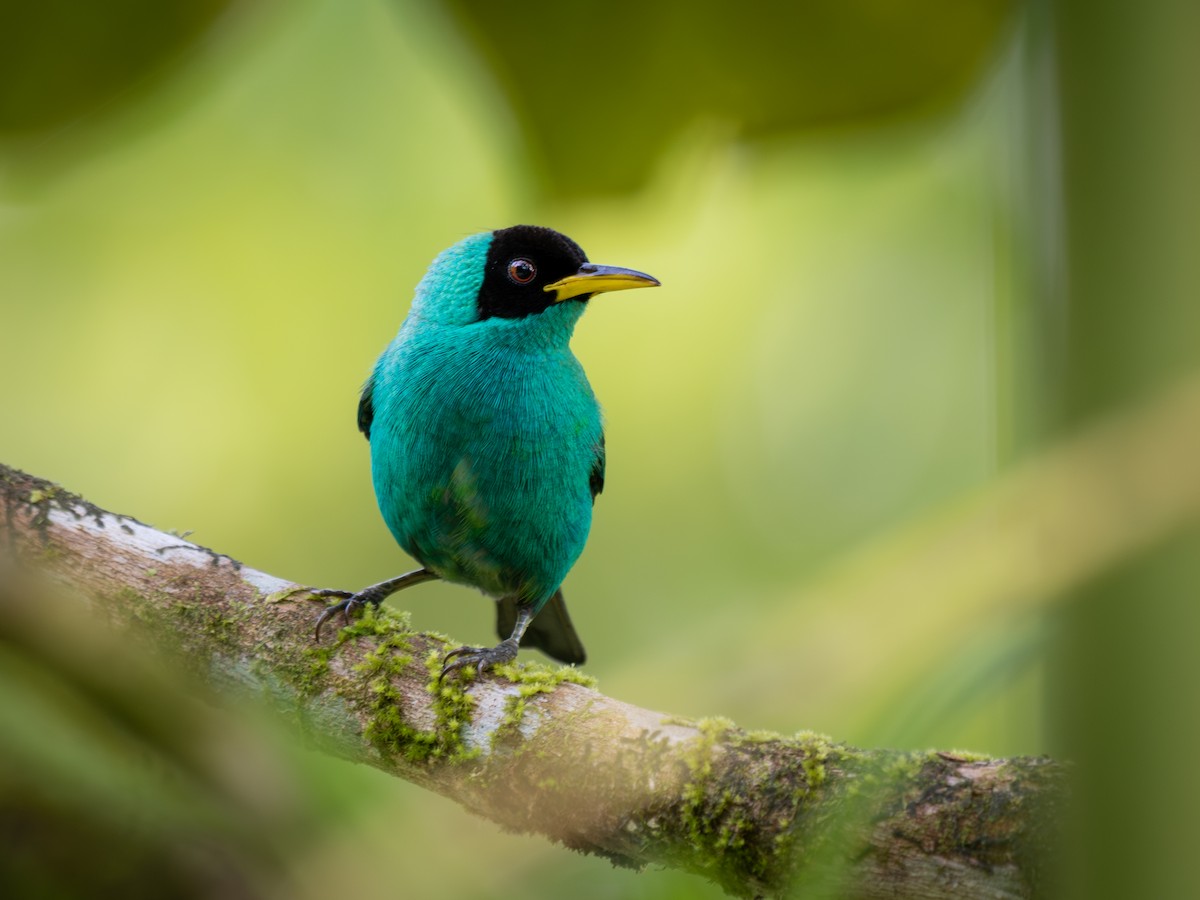 Green Honeycreeper - ML638210103