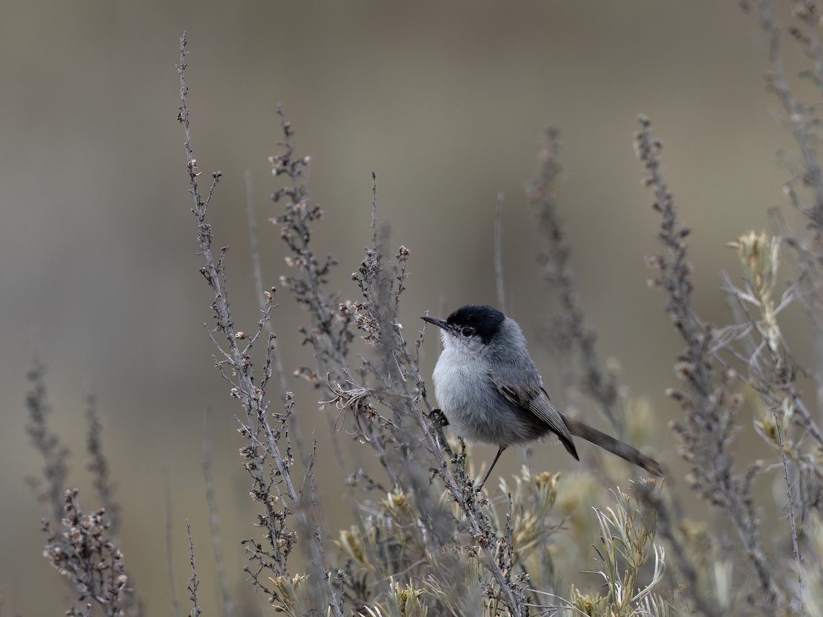 California Gnatcatcher - ML638210107